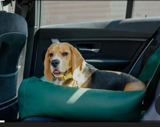 Transport animalier, Bordeaux, RAIS VTC